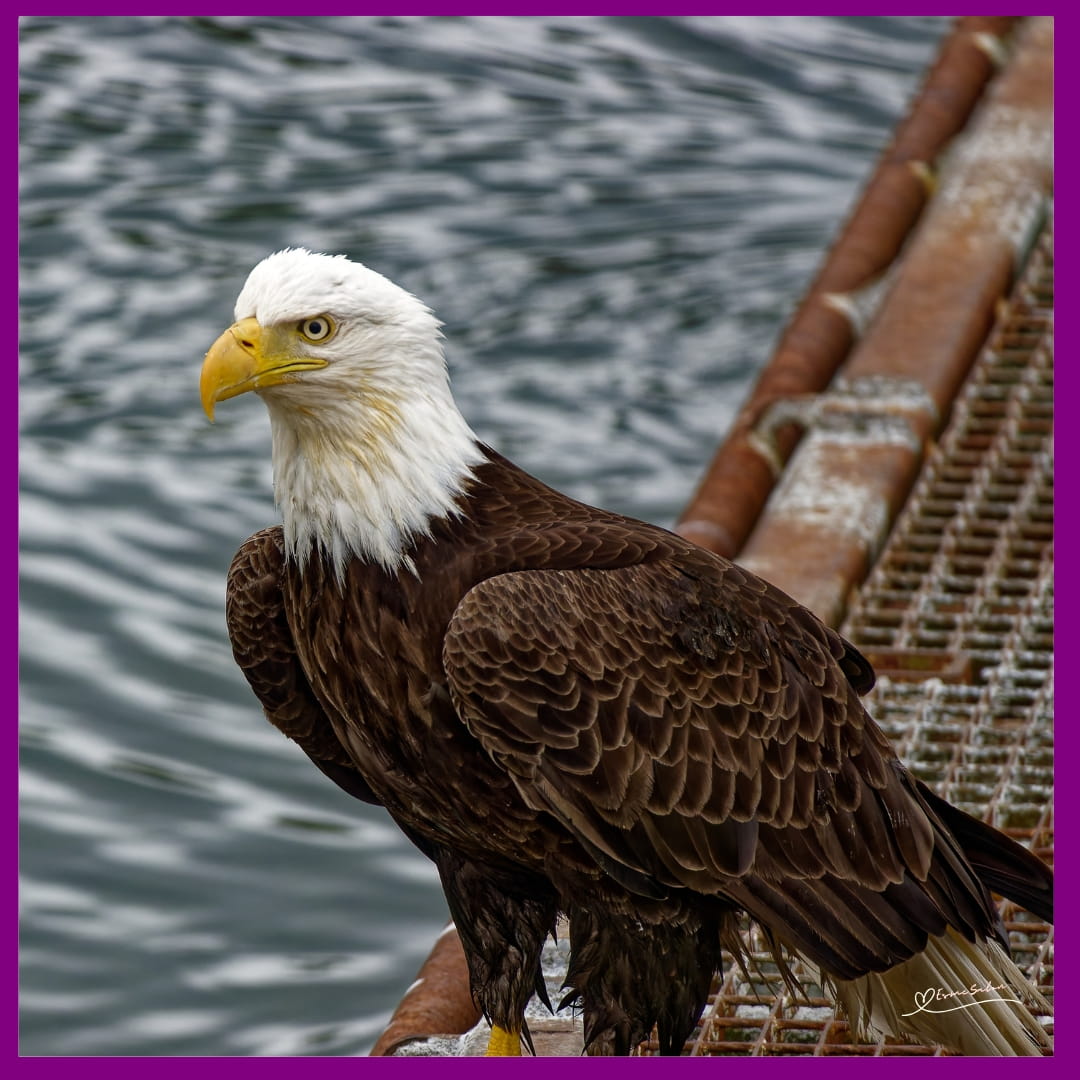 Don't quack like a duck, soar like an eagle