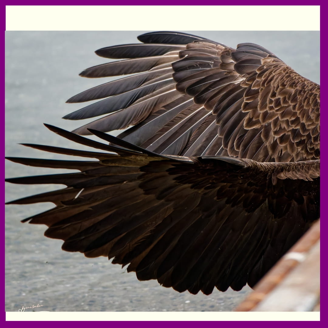Don't quack like a duck, soar like an eagle