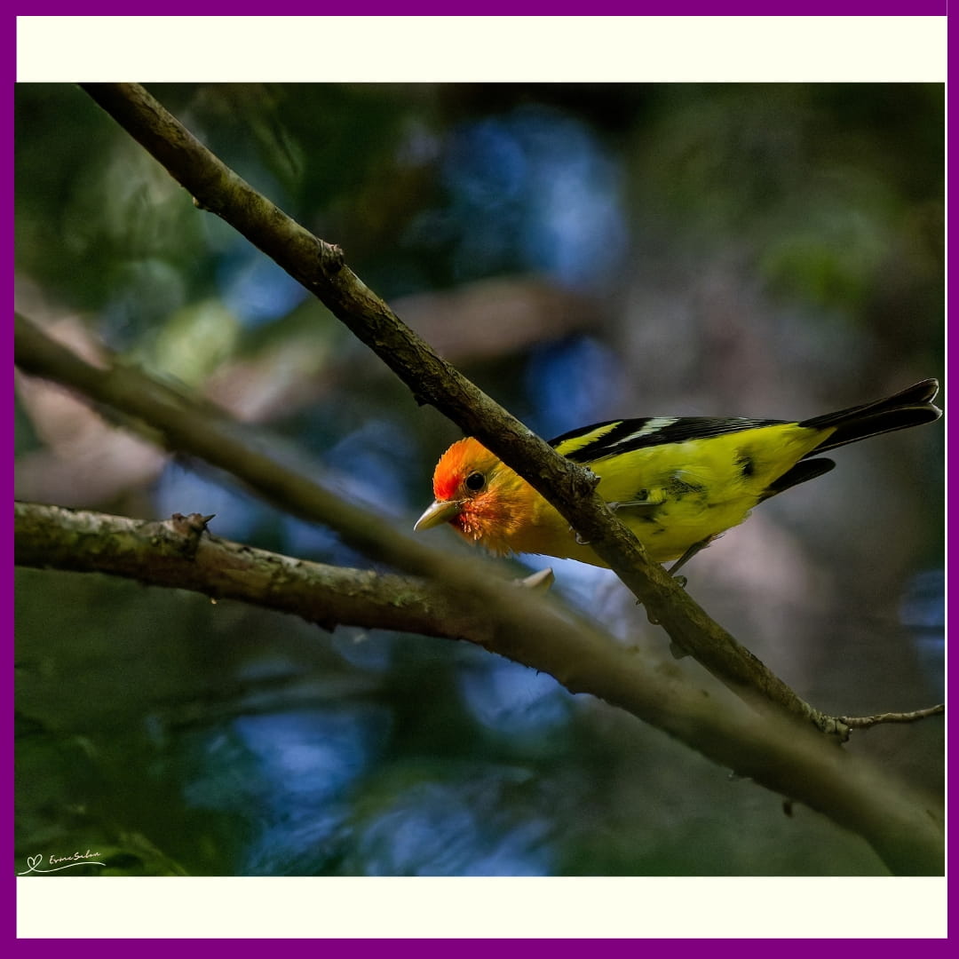 Western Tanager