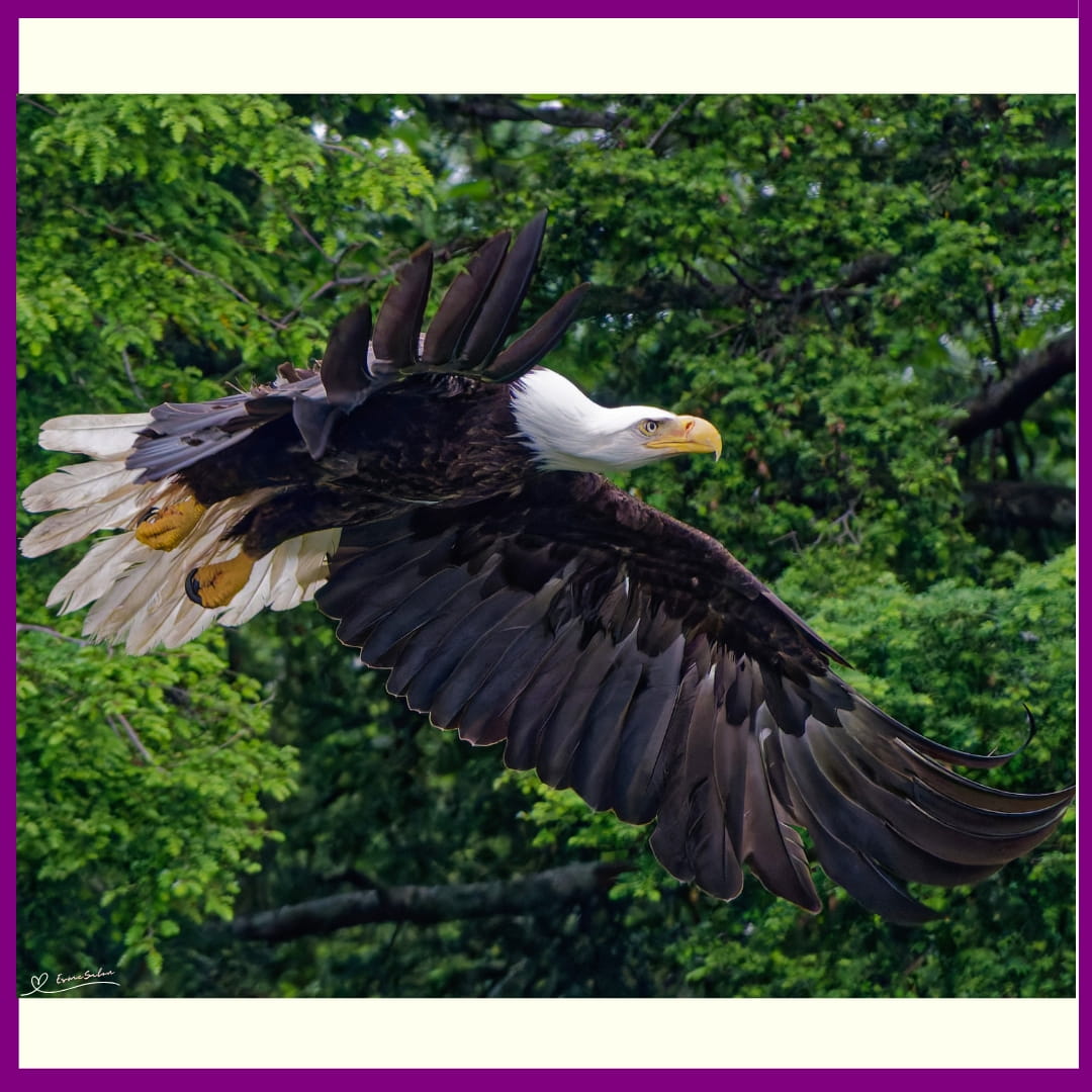 Don't quack like a duck, soar like an eagle