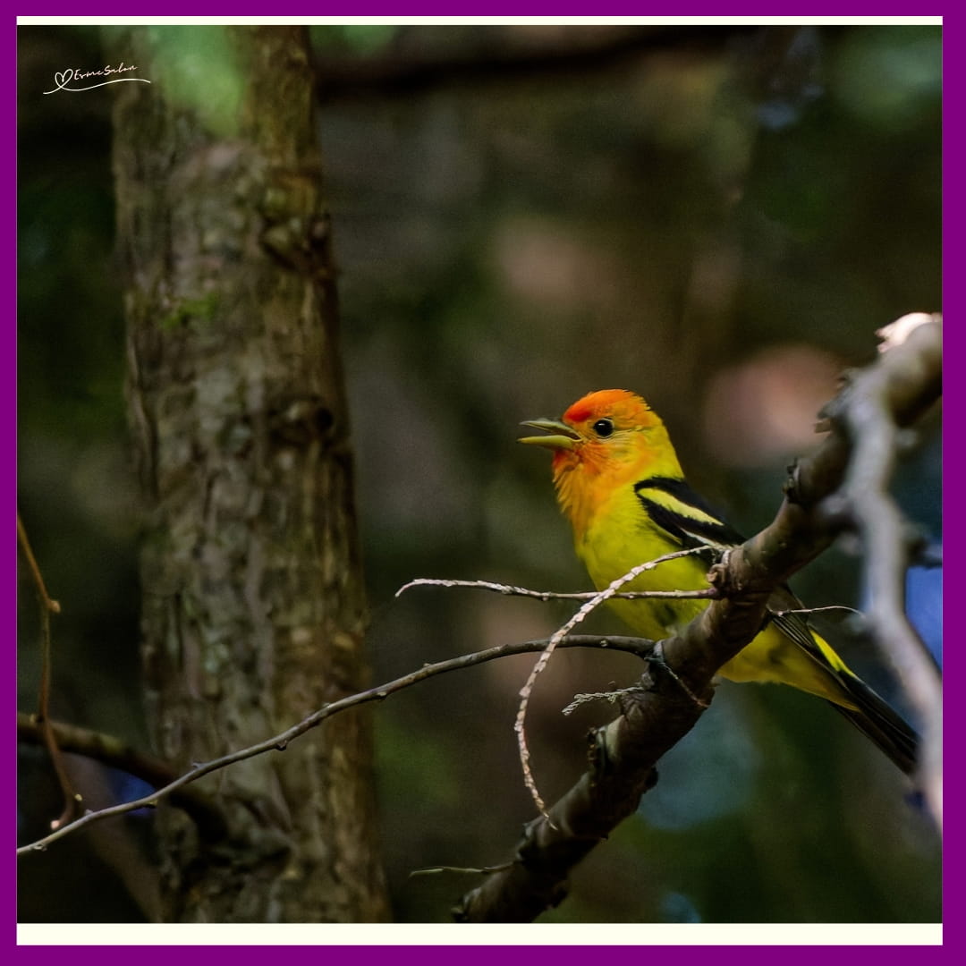 Western Tanager