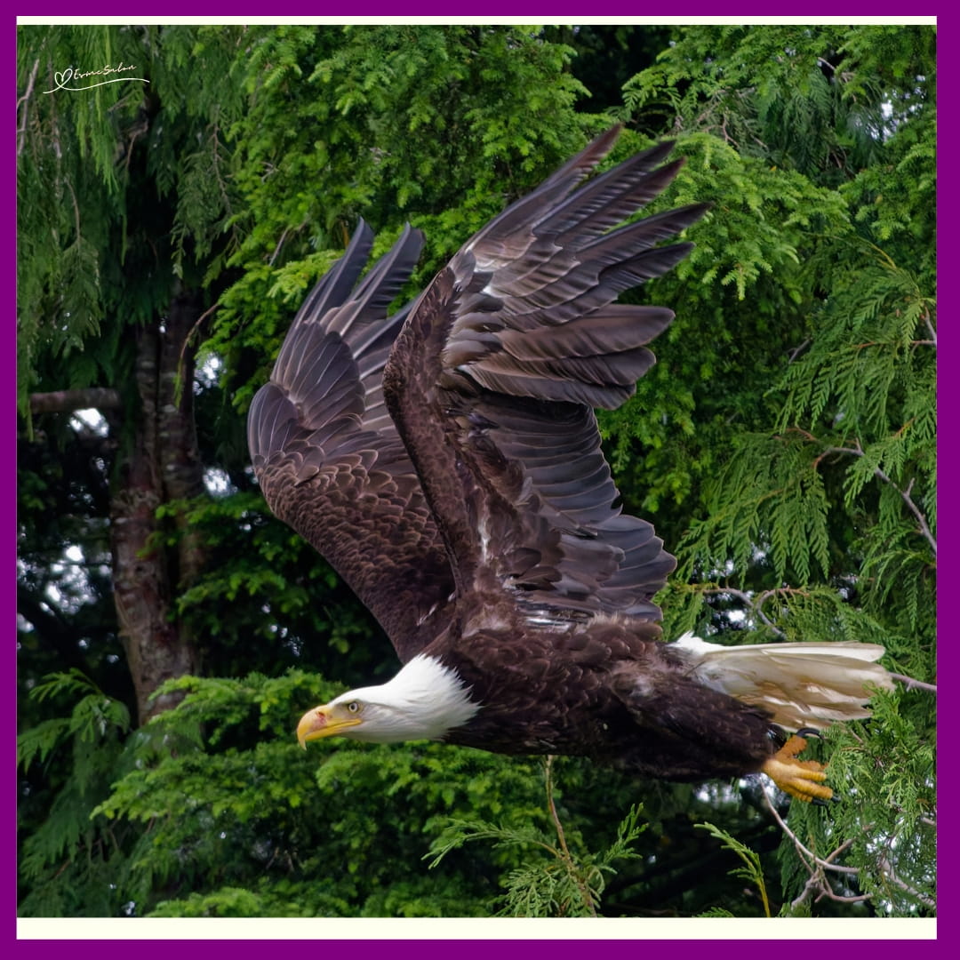 Don't quack like a duck, soar like an eagle
