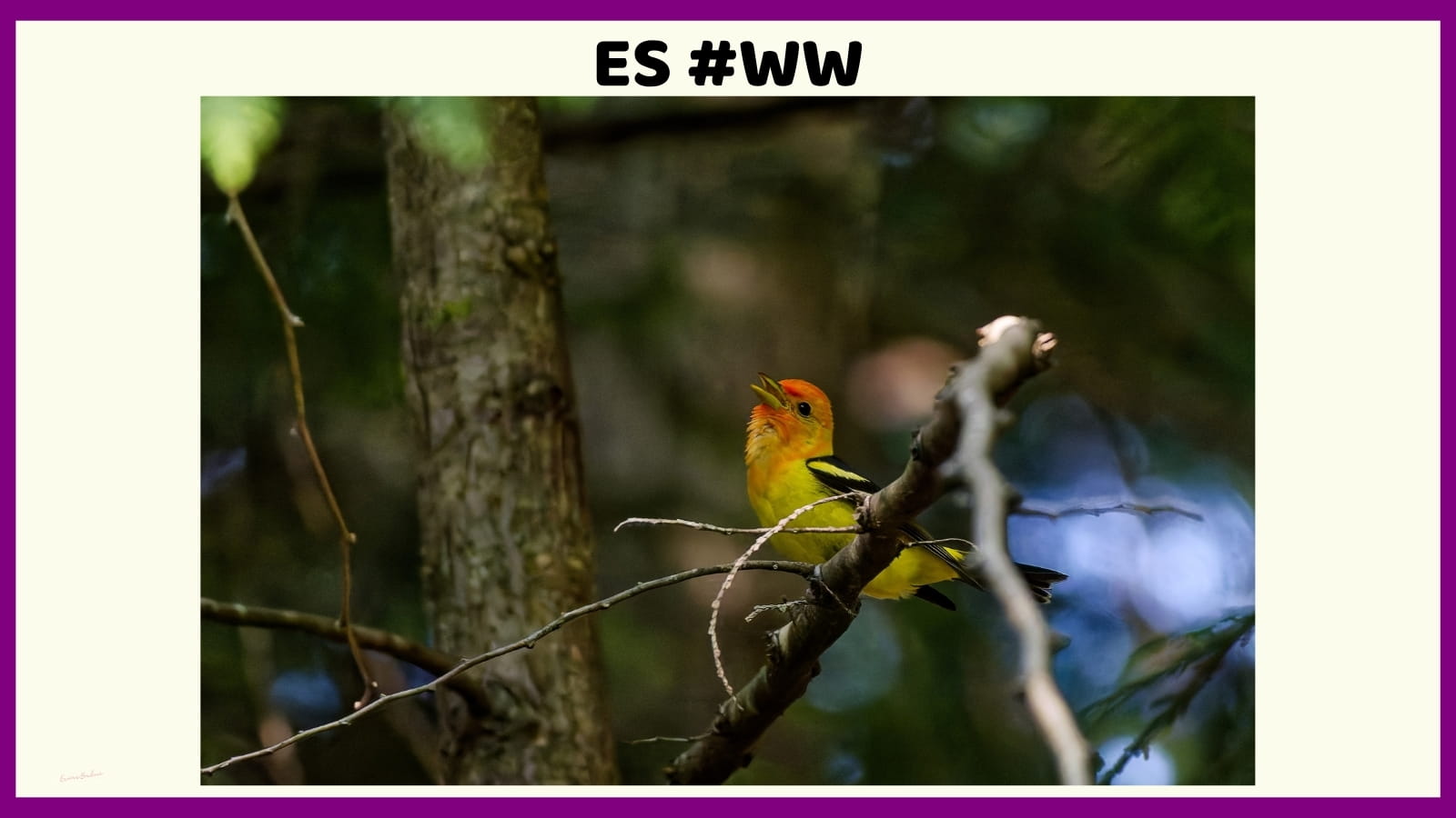 Western Tanager 5
