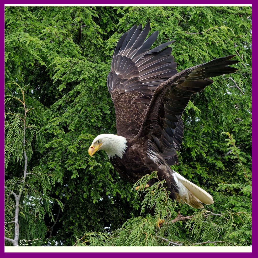 Don't quack like a duck, soar like an eagle