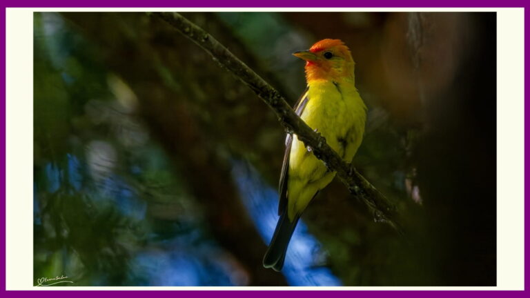 Western Tanager