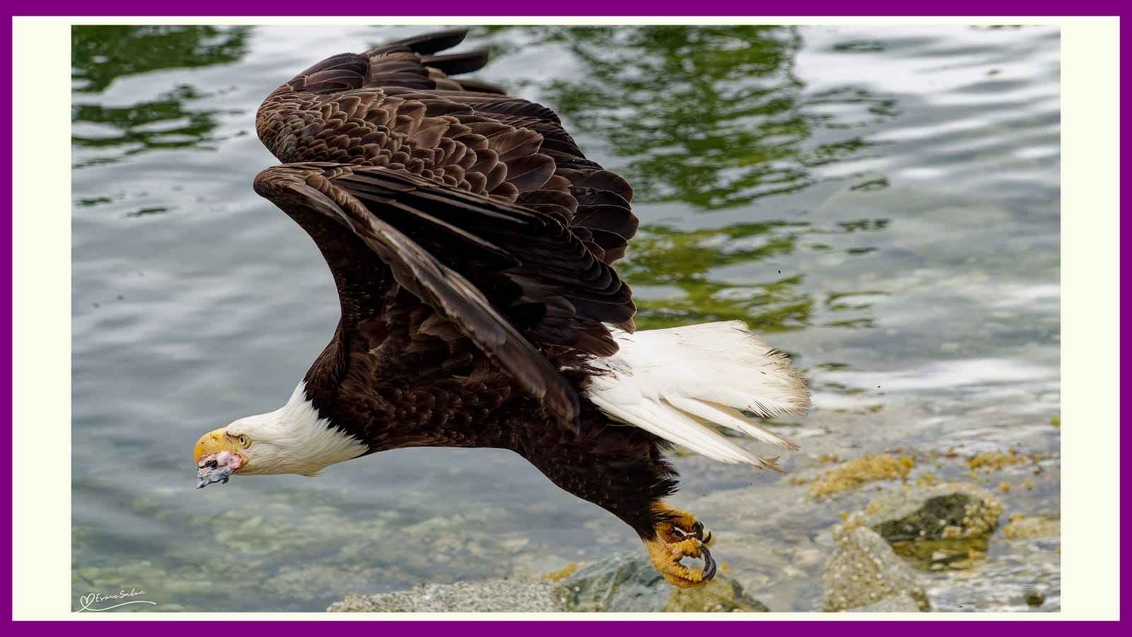 Don't quack like a duck, soar like an eagle