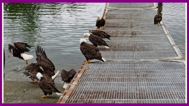 Don't quack like a duck, soar like an eagle