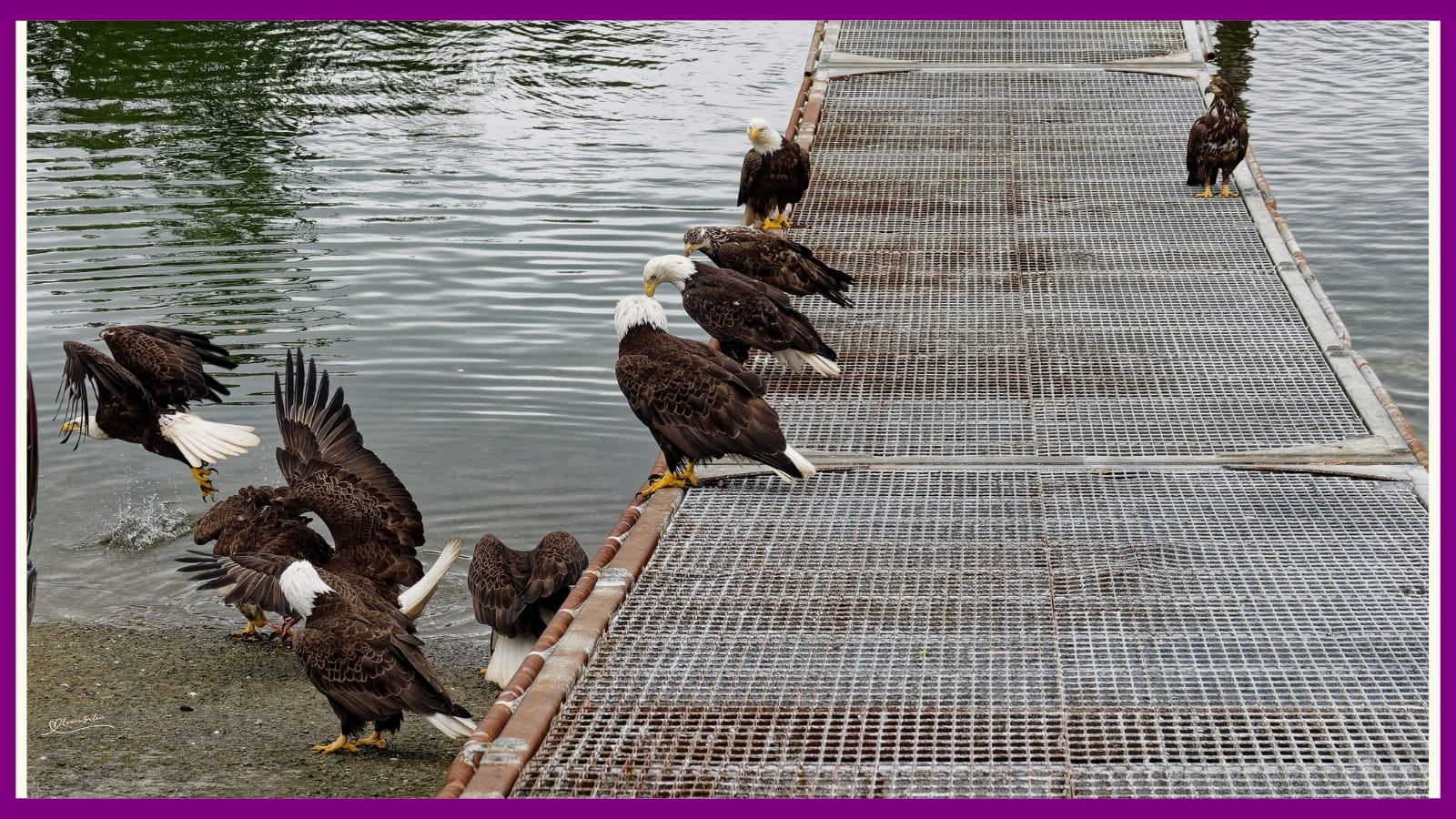 Don't quack like a duck, soar like an eagle