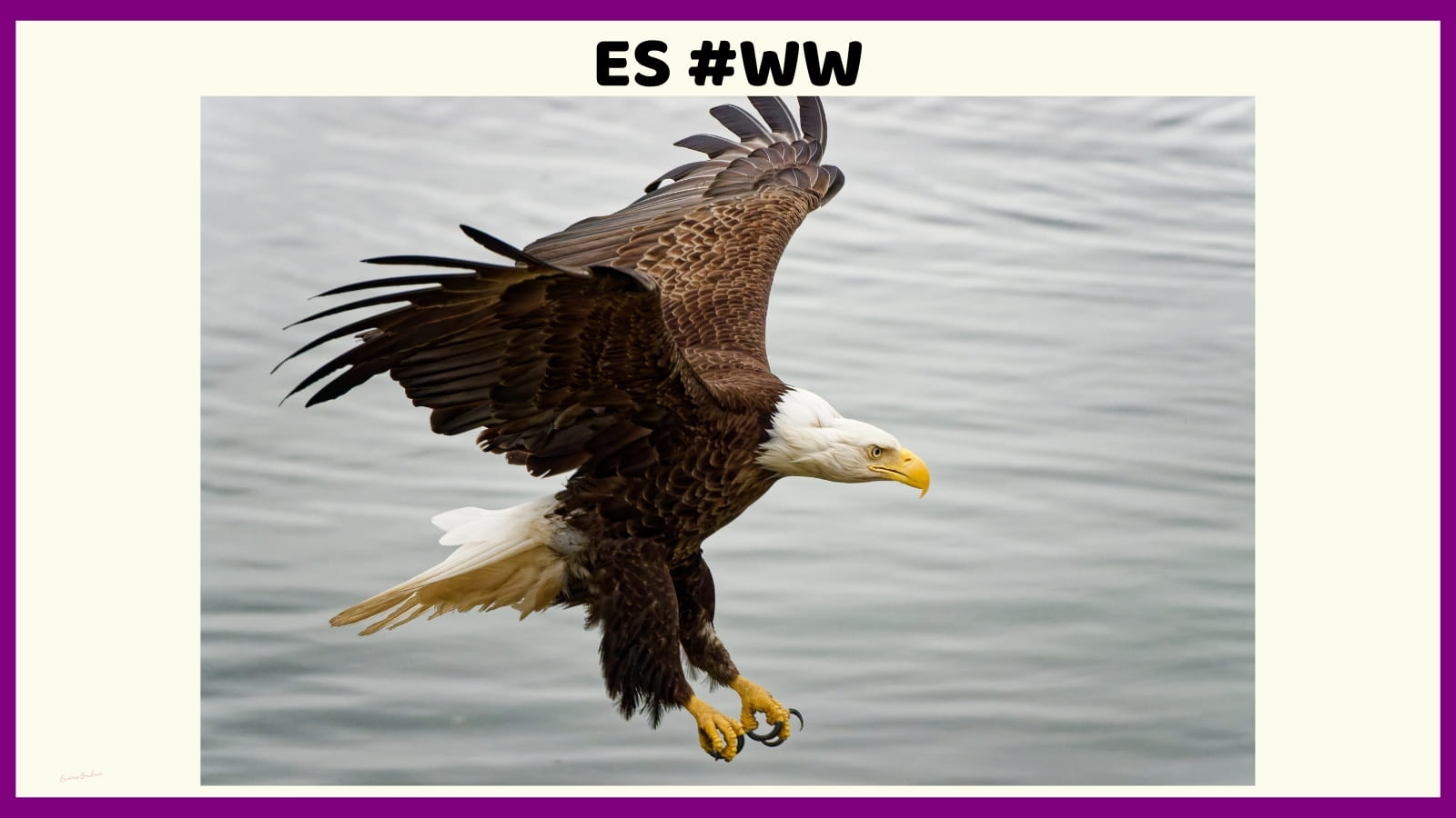 Don't quack like a duck, soar like an eagle